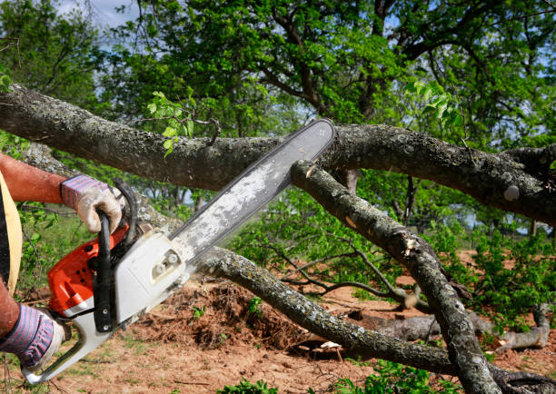 Trusted East Bronson, FL Tree Services Experts